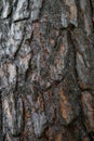 Bark of pine tree Royalty Free Stock Photo