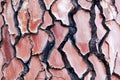 Bark of a pine tree with traces of a forest fire Royalty Free Stock Photo