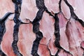 Bark of a pine tree with traces of a forest fire Royalty Free Stock Photo