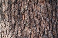Bark of pine tree. Brown texture of the old tree Royalty Free Stock Photo