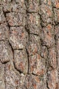 Bark of a pine tree close-up. Texture, background Royalty Free Stock Photo