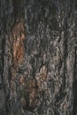 Bark pine tree in closeup.Abstract natural natural background. Royalty Free Stock Photo