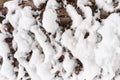 Bark of pine tree covered with snow texture Royalty Free Stock Photo