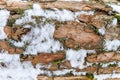 Bark of pine tree covered with snow texture Royalty Free Stock Photo