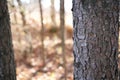 Bark of Pine Tree in Forest Royalty Free Stock Photo