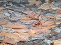The bark of the pine tree grey orange background Royalty Free Stock Photo