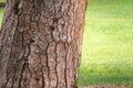 Bark of pine tree. Natural coniferous bark background Royalty Free Stock Photo