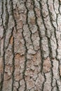 Bark of pine tree. Natural coniferous bark background Royalty Free Stock Photo