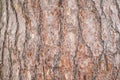Bark of pine tree. Natural coniferous bark background Royalty Free Stock Photo
