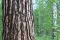 Bark of a Pine tree Pinus. Pines are conifer trees in the genus Pinus in the family Pinaceae. Royalty Free Stock Photo