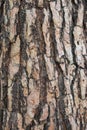 Bark of a Pine tree Pinus. Pines are conifer trees in the genus Pinus in the family Pinaceae. Royalty Free Stock Photo