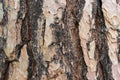 Bark of a Pine tree Pinus. Pines are conifer trees in the genus Pinus in the family Pinaceae. Royalty Free Stock Photo