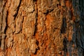 Bark of Pine Tree. Stock Photo Royalty Free Stock Photo