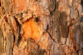 Bark of Pine Tree. Stock Photo Royalty Free Stock Photo