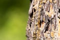 The bark of the pine tree in the sun on which the resin flows from the damaged area of wood, orange resin Royalty Free Stock Photo