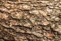 Bark of pine tree teture Royalty Free Stock Photo