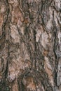 Bark of pine tree texture and background. Close up view of old and rough pine bark. Royalty Free Stock Photo