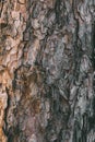 Bark of pine tree texture and background. Close up view of old and rough pine bark. Royalty Free Stock Photo