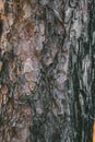 Bark of pine tree texture and background. Close up view of old and rough pine bark. Royalty Free Stock Photo