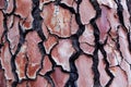 Bark of a pine tree with traces of a forest fire Royalty Free Stock Photo