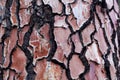 Bark of a pine tree with traces of a forest fire Royalty Free Stock Photo