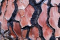 Bark of a pine tree with traces of a forest fire Royalty Free Stock Photo