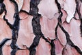 Bark of a pine tree with traces of a forest fire Royalty Free Stock Photo