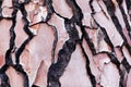 Bark of a pine tree with traces of a forest fire Royalty Free Stock Photo