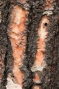 Bark of pinus canariensis