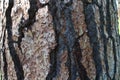 Bark of Pinus jeffreyi in garden of Buchlovice castle