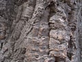 Bark of a pith oak, background Royalty Free Stock Photo