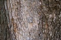 Bark of plane tree Royalty Free Stock Photo