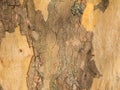 Bark of a plane tree horizontal Royalty Free Stock Photo