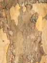 Bark of a plane tree vertical Royalty Free Stock Photo