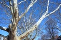 The bark of these plane trees peels off in irregularly shaped patches Royalty Free Stock Photo