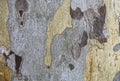 Bark of platan tree Royalty Free Stock Photo