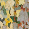 Bark of platan tree Royalty Free Stock Photo