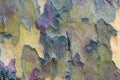 Bark of Platan tree color Royalty Free Stock Photo