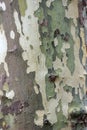 Bark of the platan tree. Texture