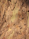 The bark of Platanus orientalis Linn Royalty Free Stock Photo