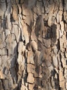 The bark of Platanus orientalis Linn Royalty Free Stock Photo