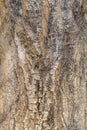 Bark of Pyramidal European Hornbeam