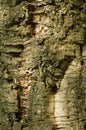 Bark of Quercus suber, cork oak tree Royalty Free Stock Photo