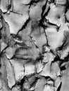 Bark of quiver tree Royalty Free Stock Photo