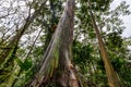 Bark of Rainbow eucalyptus eucalyptus deglupta native to the Philippines in a forest in Costa Rica Royalty Free Stock Photo