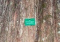 Bark of a real yellowwood tree