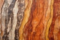 bark of a rubber tree displaying distinctive texture Royalty Free Stock Photo