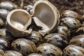 Bark of rubber tree seed on rubber tree seeds, Hevea brasiliensis seeds close up photo Royalty Free Stock Photo