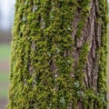The bark s texture provides an ideal substrate for moss growth indicating Royalty Free Stock Photo