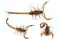 Bark Scorpion Royalty Free Stock Photo